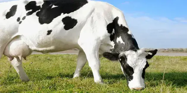 biomagnetism-and-dairy-products